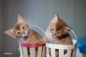 cinnamon somalis 5 weeks old