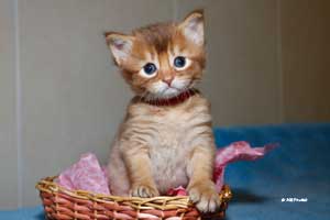 cinnamon female somali 25 days old