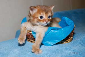cinnamon somali male 25 days old
