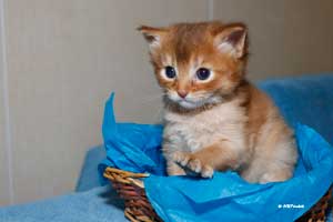 cinnamon somali male 25 days old