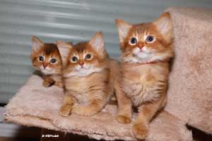 somali kittens 1.5 months old