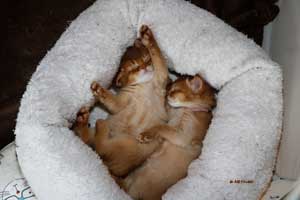somalis 1 month old