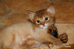 cinnamon female 5 weeks