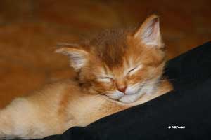 cinnamon somali 5 weeks