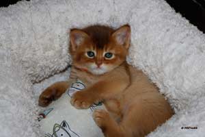 cinnamon somali 5 weeks
