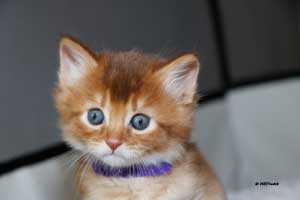 cinnamon somali 5 weeks