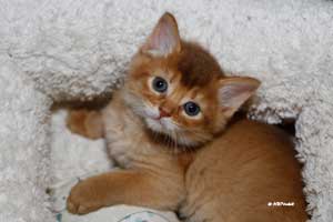 cinnamon somali 5 weeks