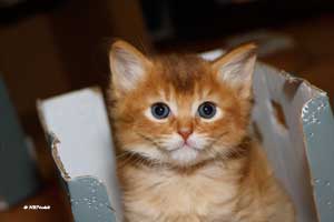 cinnamon somali 5 weeks