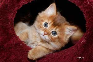 cinnamon male 7 weeks old