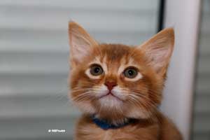 cinnamon male 2 months old