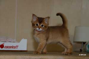 cinnamon female 7 weeks old