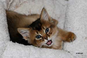 ruddy male 7 weeks old