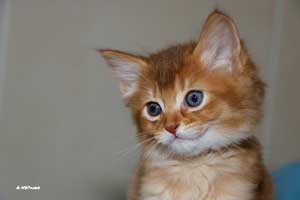 cinnamon male 7 weeks old