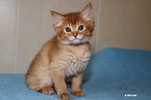 cinnamon male 7 weeks old