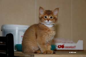 cinnamon female 2 months old