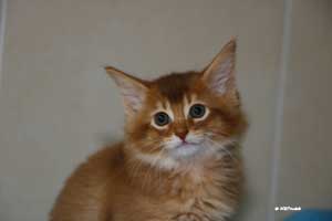 cinnamon male 2 months old