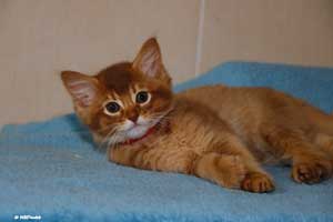 cinnamon male 2 months old