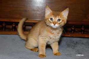 cinnamon female 8 weeks old