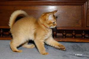 cinnamon female 8 weeks old