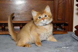 cinnamon male 8 weeks old
