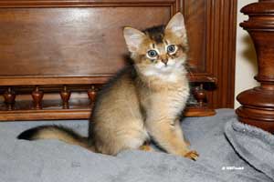 ruddy male 8 weeks old