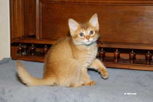 cinnamon male 8 weeks old