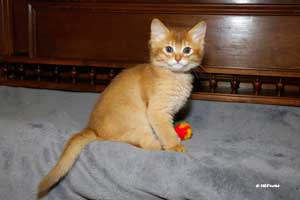 cinnamon male 8 weeks old