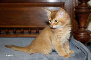 cinnamon male 10 weeks