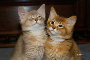 lilac male and cinnamon female 10 weeks