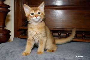 cinnamon male 10 weeks