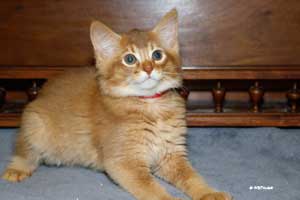 cinnamon male 10 weeks