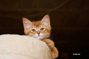 cinnamon female 2 months old