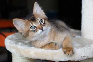 ruddy male, 2 months old