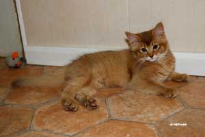 cinnamon female 3 months old