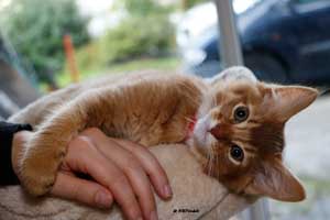 cinnamon male 3 months old
