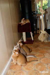 laser pointer