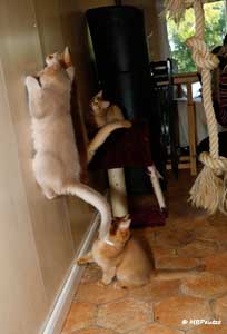 Laser pointer