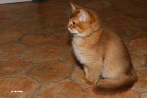 cinnamon male, 2.5 months old