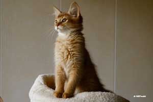 cinnamon male, 2.5 months old