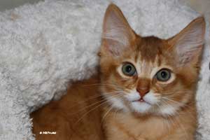 cinnamon male, 2.5 months old