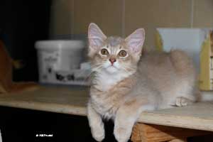 lilac male 3 months old
