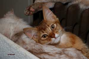 cinnamon female 3 months old