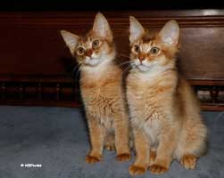 cinnamon male and female 3 months old
