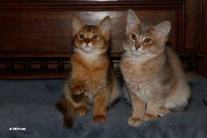 cinnamon female and lilac male