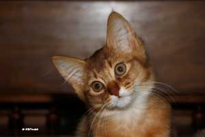 cinnamon female 3 months old