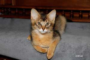 ruddy male 3 months old