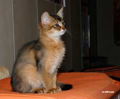 ruddy male 3 months old