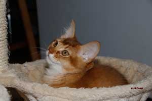 cinnamon male 3 months old