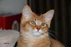 cinnamon female 3.5 months old