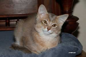 lilac male 3.5 months old